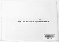 Apiospora sphaerosperma image